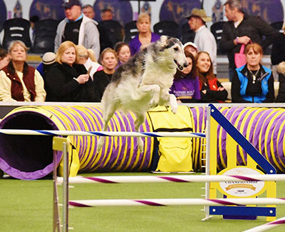 Top Agility Borzoi 2018